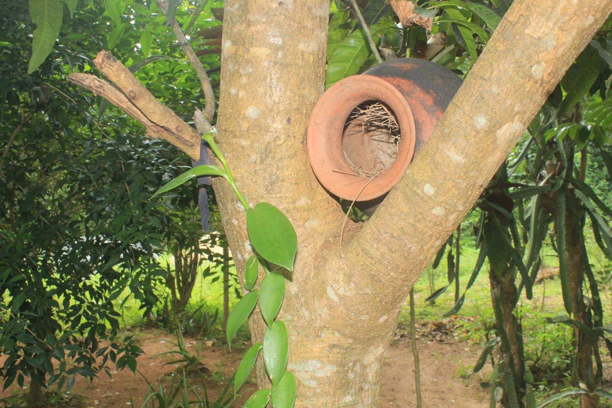 Sigiriya Nature View Home Stay Exterior photo